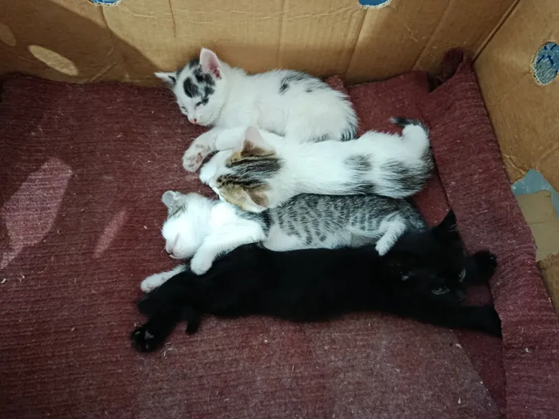 Пышык жаксы колларга Пышык жаксы колларга