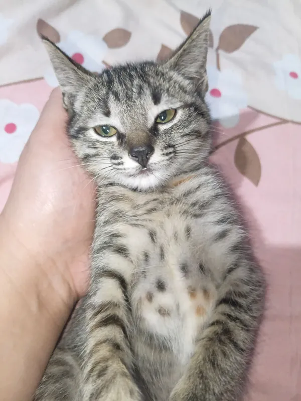 кошка кошка