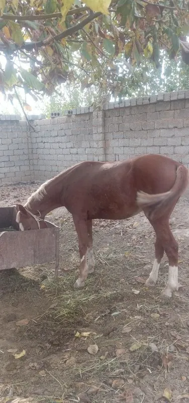От Саман той той 4