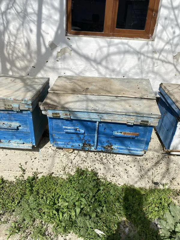 Asal ari yashik sotiladi asal ari bilan sotiladi — фото 1
