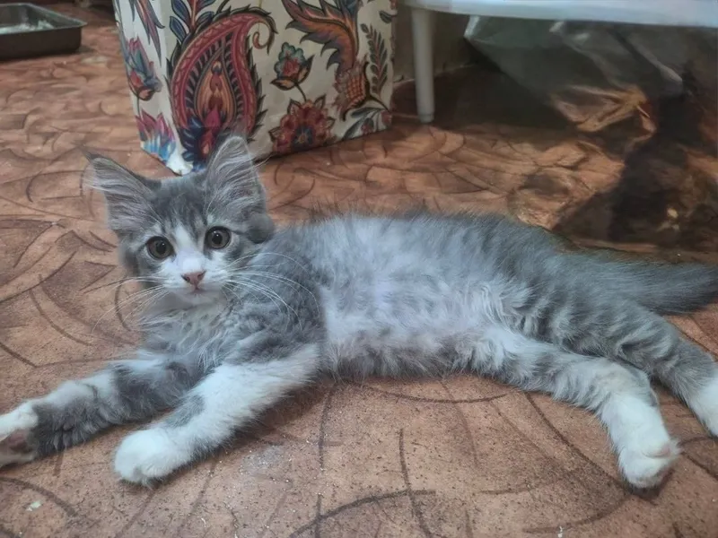 Отдам котят в хорошие руки 3 Отдам котят в хорошие руки 3