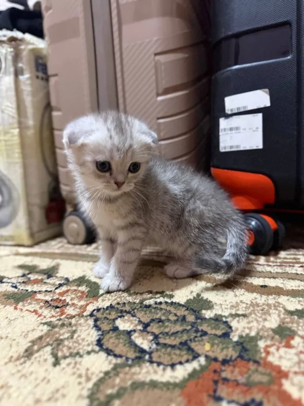 Скотиш Фолд серебристая шиншилла — фото 2