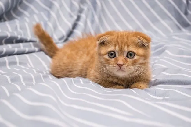 Продаётся scottish fold шотландская вислоухая Продаётся scottish fold шотландская вислоухая