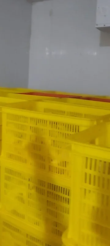 Plastmasa yashik