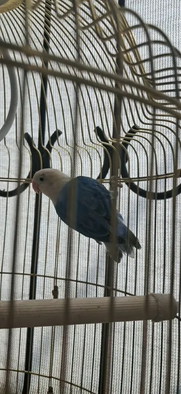 Lovebird nar zotdor 1