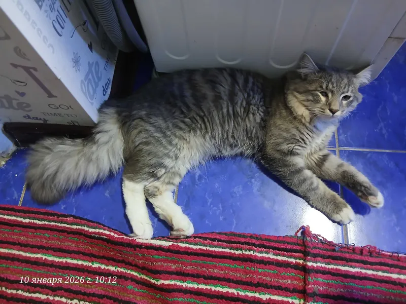 Кот Кеша на вязку 3 Кот Кеша на вязку 3