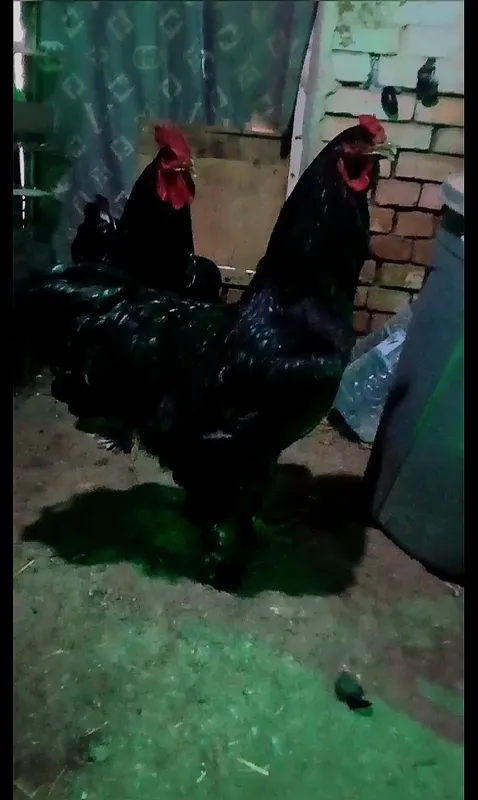 Яицса Гиганта пароды Кихин