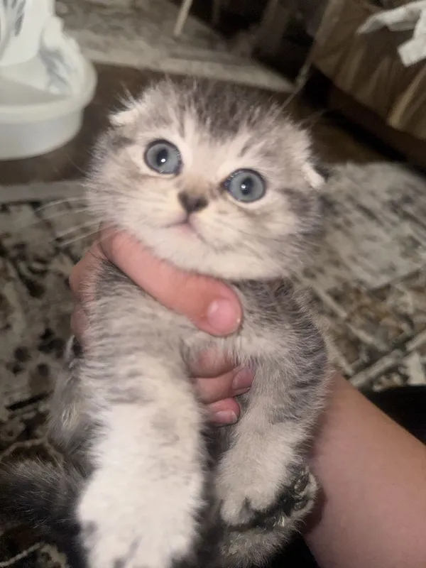 Пародистый кот скоч фолд полтора месяца — фото 1