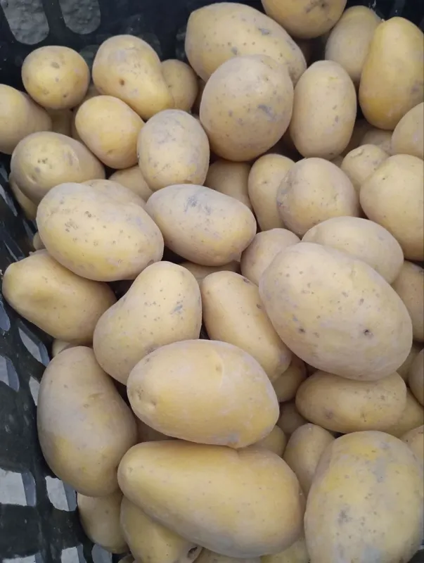 kartoshkalar sotiladi. 4 kartoshkalar sotiladi. 4