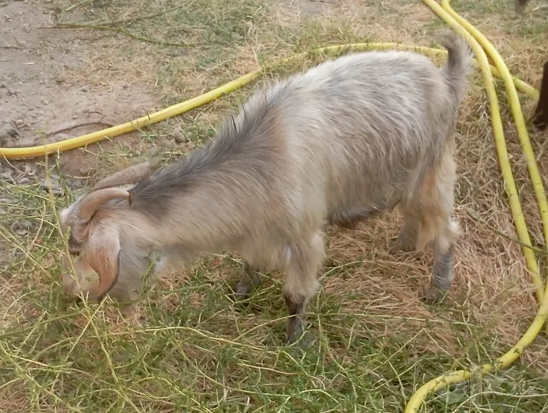 Boʻgʻoz echki sotiladi 2 Boʻgʻoz echki sotiladi 2