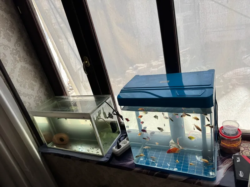 sotiladi 2ta akvarium 2