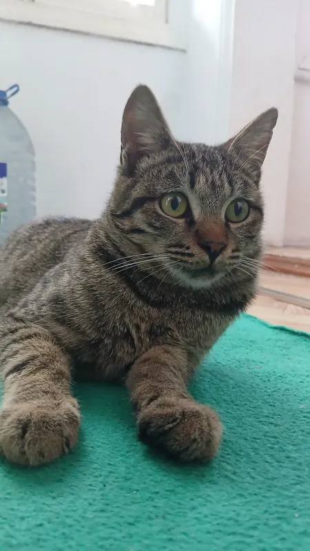 отдам котика в хорошие руки — фото 2