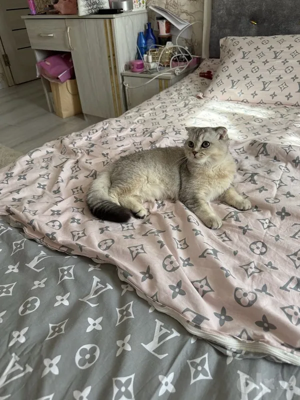 British Shinshilla 3 British Shinshilla 3