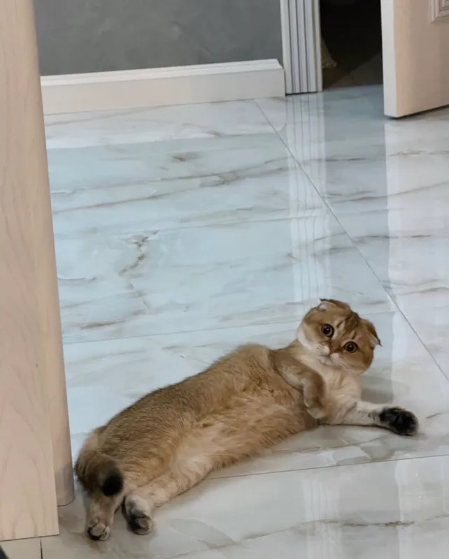 шотландские вислоухие котята — фото 6