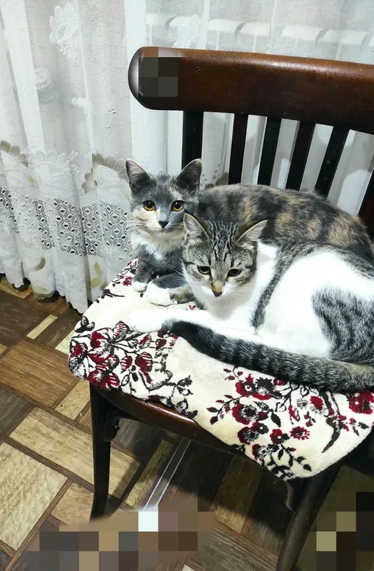 Котята в добрые руки — фото 2