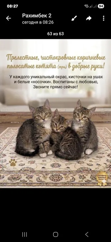 Пышык баллами сатылады таза пышык 20000 сум