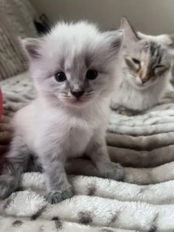 Невская Маскарадная кошка — фото 1