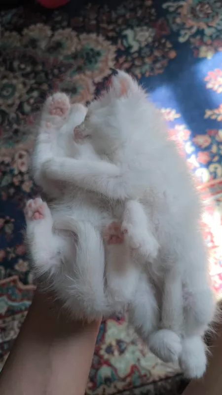 Турецкая ангора и котята — фото 2