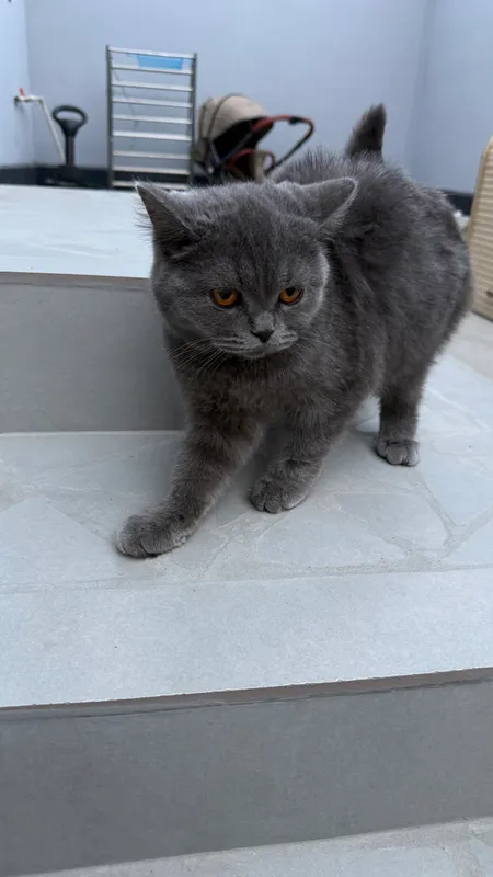 zotli mushuk sotiladi