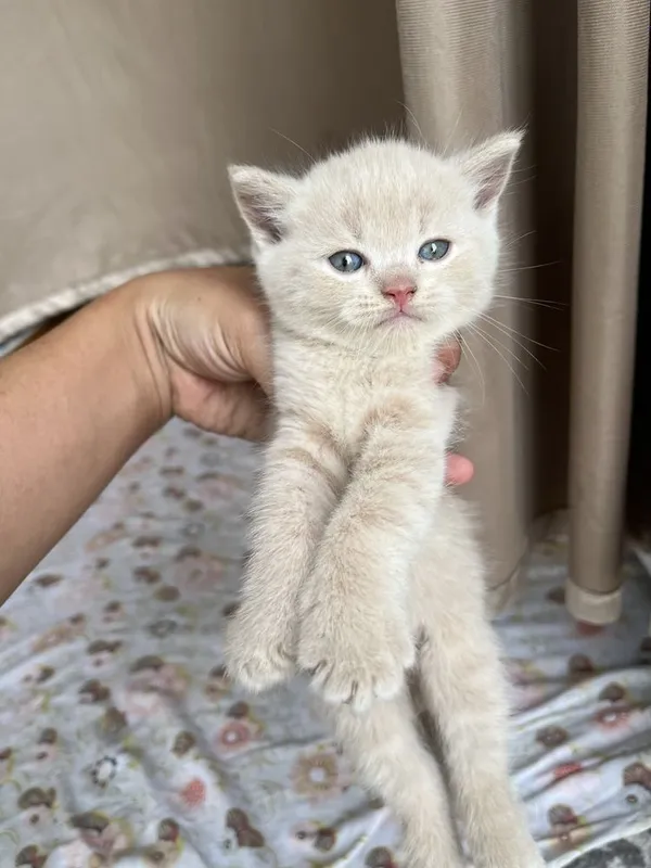 Mushukcha sotiladi srochni 6 Mushukcha sotiladi srochni 6