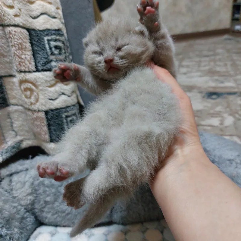 Котенок мальчик белый и девочка серая с белым персидской пароды