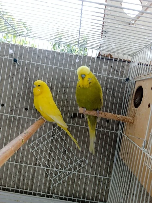 Valnistiy Andulka speng sotilad para 3 Valnistiy Andulka speng sotilad para 3