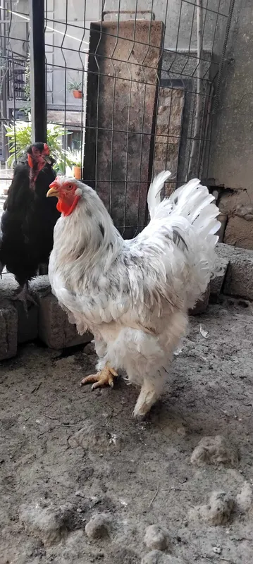 Петухи домашние, брамы 5 Петухи домашние, брамы 5