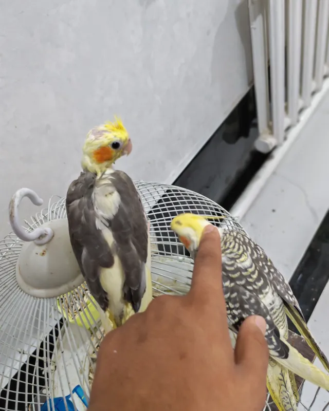 Karella qushi sotiladi 2 Karella qushi sotiladi 2