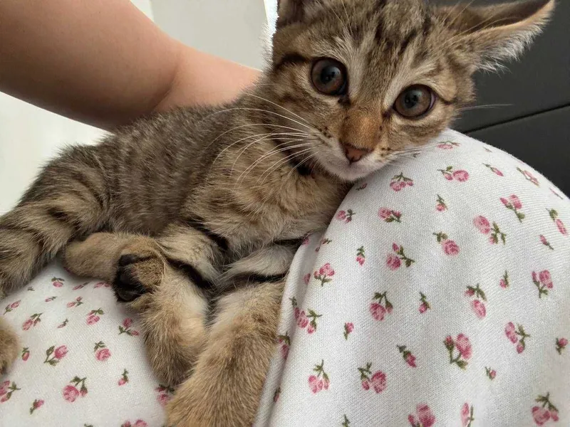 Котёнок бесплатно даром 1 Котёнок бесплатно даром 1