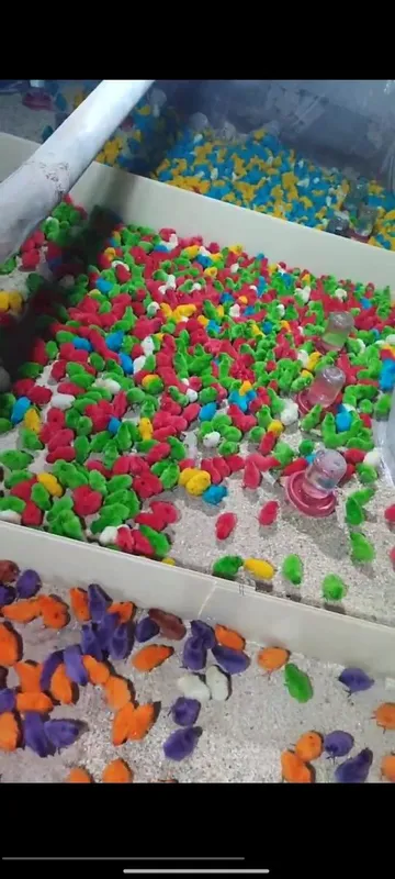 Rang barang jujalar