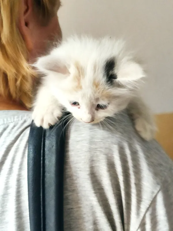 Котенок в любящую семью. 1