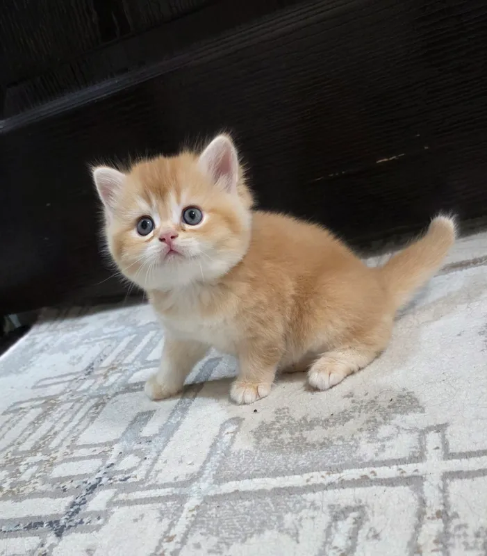 Британский ШИНШИЛЛА — фото 3