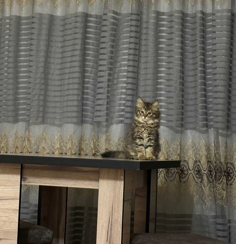 Котята, доброму сердцу и в теплый дом. Котята, доброму сердцу и в теплый дом.