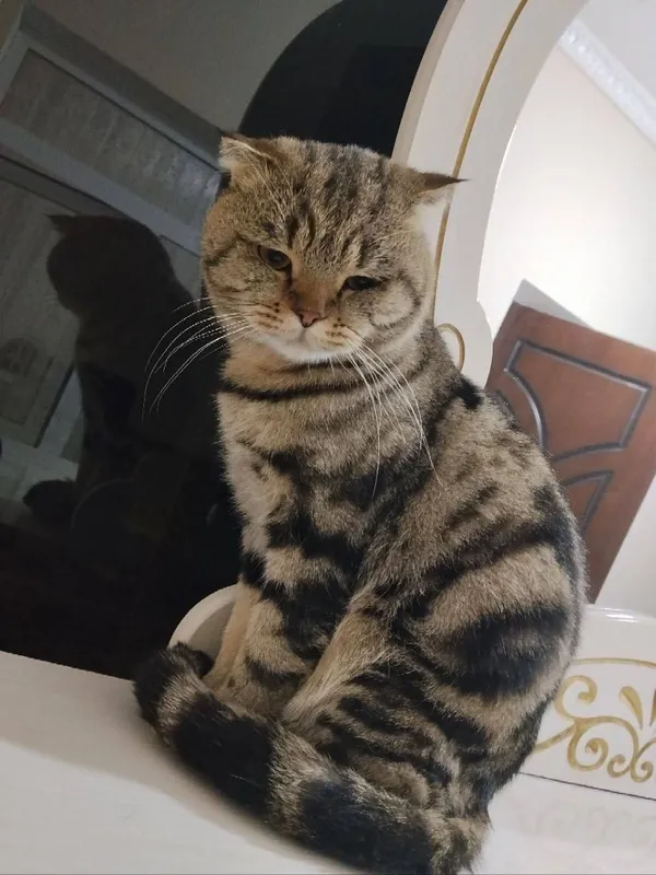 Кот 1