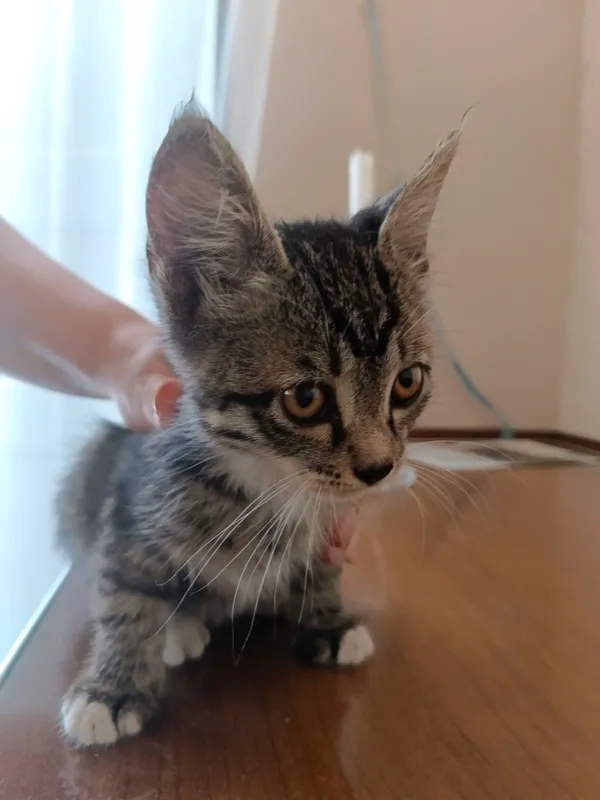 Котята бесплатно 3