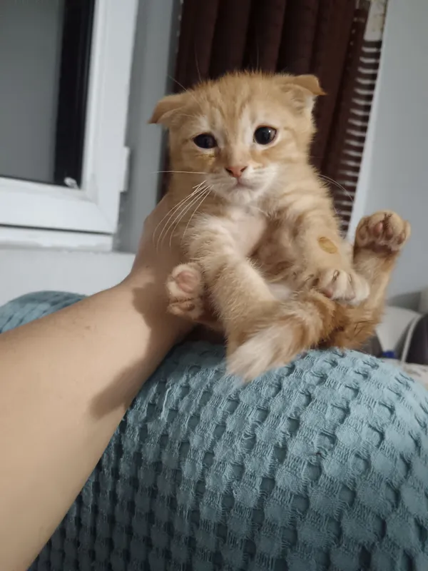Хадяга Скотиш фолт 1