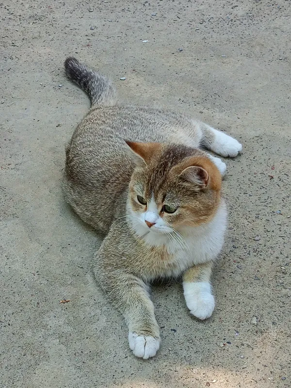 Zotli mushuk