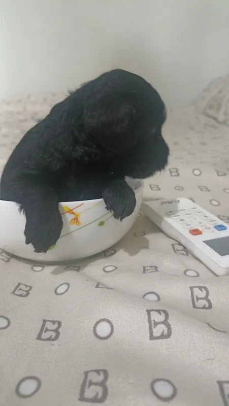 Mini pudel kuchukchalari 5 Mini pudel kuchukchalari 5