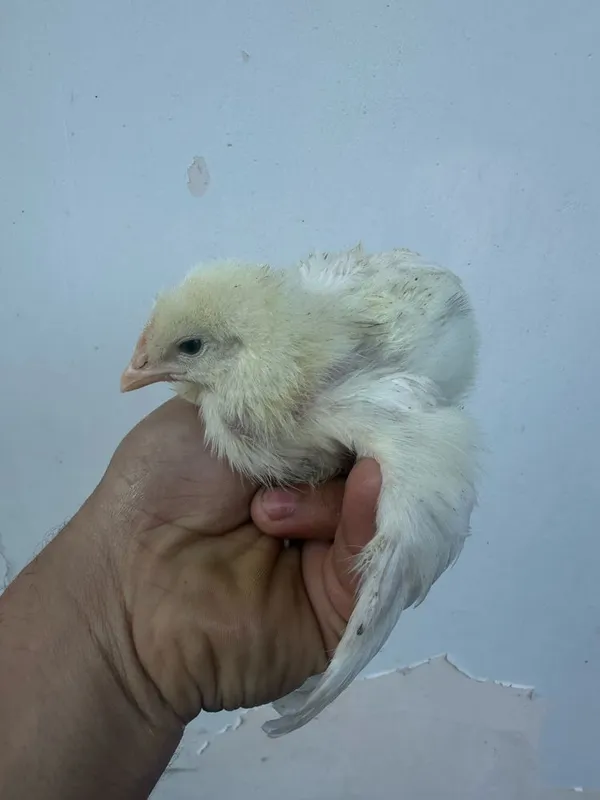 Broller joja sotiladi