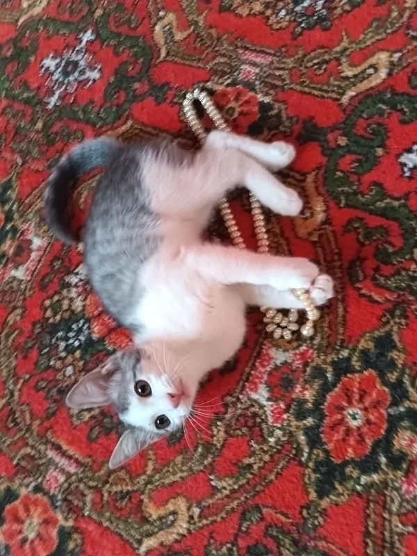 Отдам котят в хорошие руки бесплатно 3 Отдам котят в хорошие руки бесплатно 3