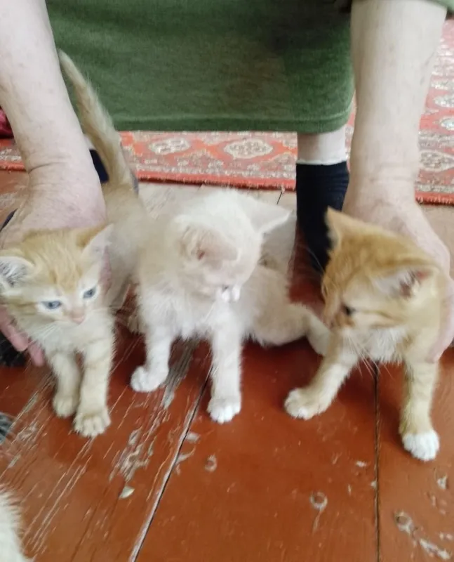 Котята, очень красивые, отдаю даром 1 Котята, очень красивые, отдаю даром 1