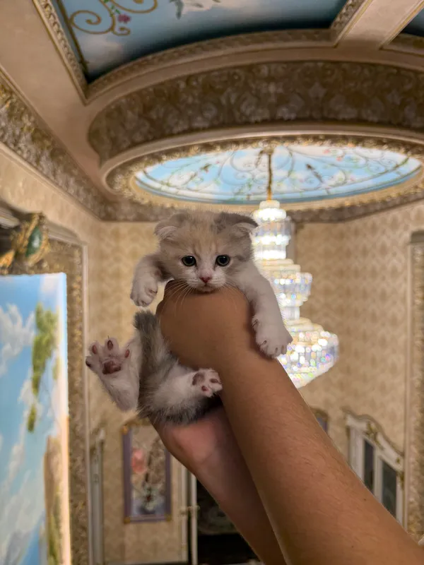 кошка скоттиш-фолд шиншила — фото 1