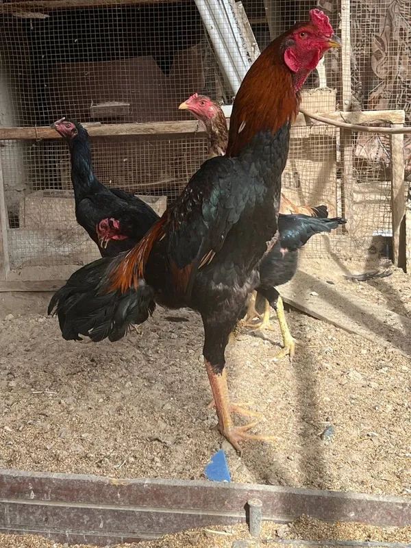 Корейские яйца шамо 3 Корейские яйца шамо 3