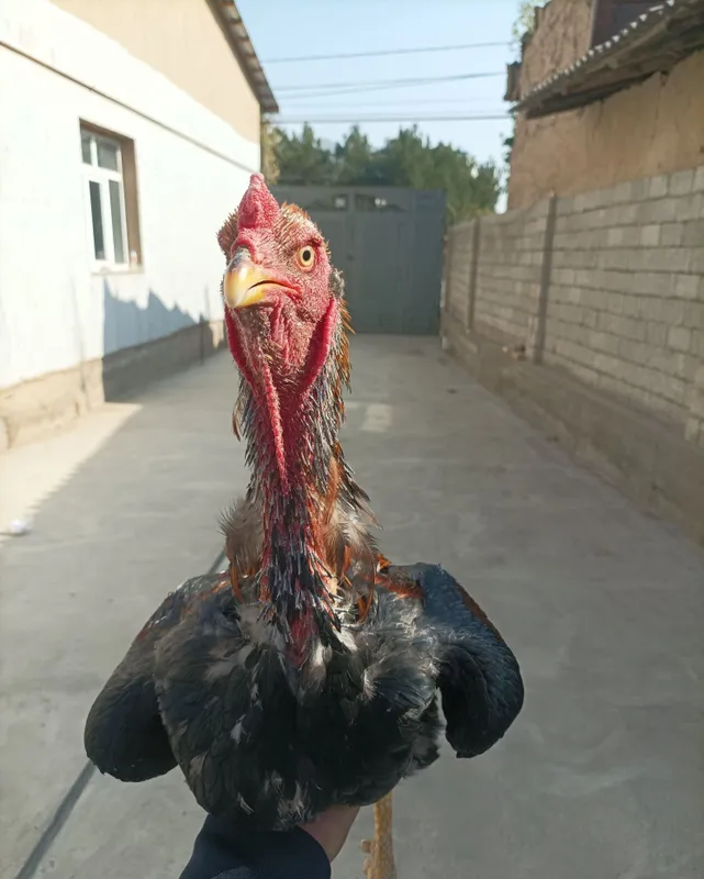 Xoriz sotiladi kg 3.5 2