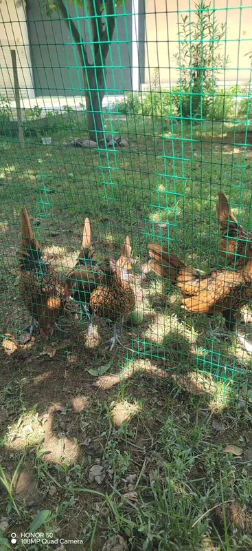 Sibrayt zalatoy jojalari sotiladi 150 kami bor — фото 1
