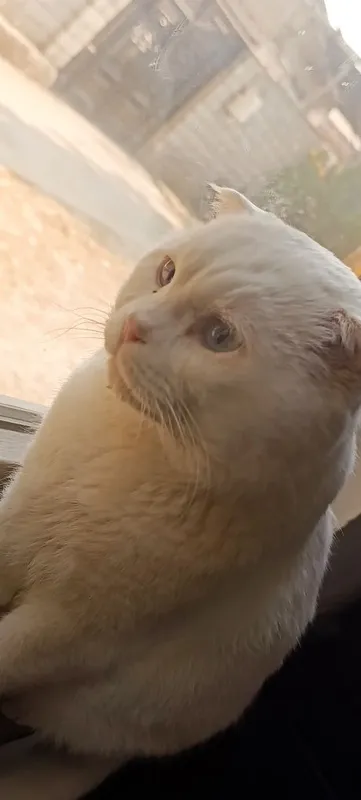 Scottish fold срочно сотилади — фото 3