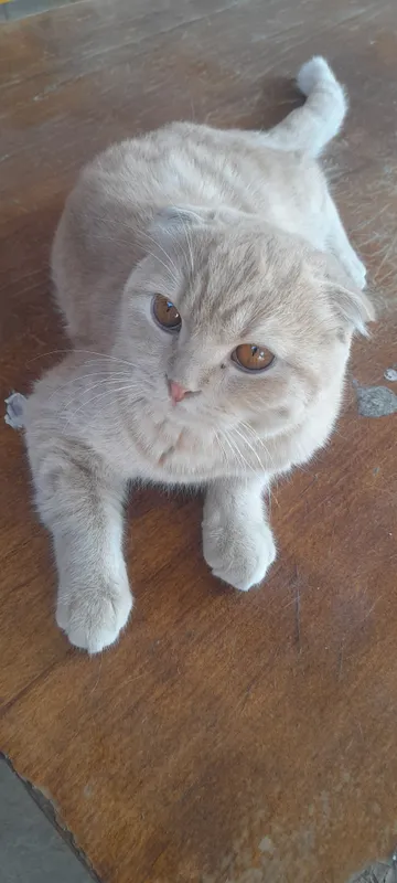 scottish fold sotiladi erkak 1yosh toza 1 scottish fold sotiladi erkak 1yosh toza 1