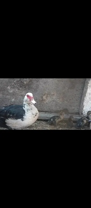 Oʻrdak (Indoutka) zotli . Zoʻr ves beradigan zotli turi . 1 Oʻrdak (Indoutka) zotli . Zoʻr ves beradigan zotli turi . 1