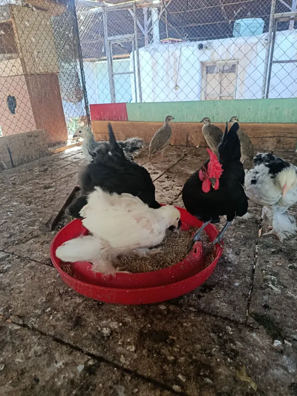 Продам цыплят брамы чистокровные 2 Продам цыплят брамы чистокровные 2