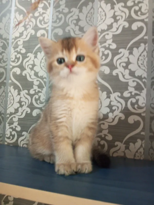 Britan chinchilla mushukchalari 2